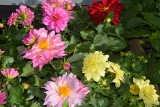 ZAJAWKA Mnóstwo kolorowych kwiatów, krzewów, a także ziół na targowisku przy ul. Dworaka w Rzeszowie