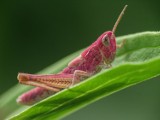 Zmutowane szarańczaki w Chodzieży niedaleko stoku narciarskiego. Są różowe, ale niegroźne