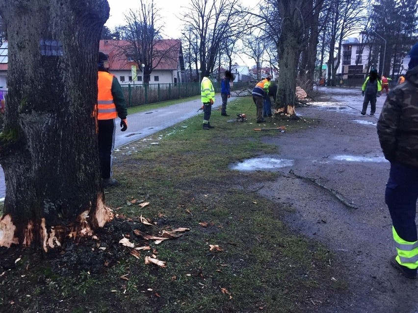 W styczniu w Mielnie ekipa drwali wycięła przydrożne drzewa....