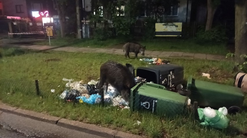 Dziki nie mają żadnych skrupułów. W poszukiwaniu pożywienia...