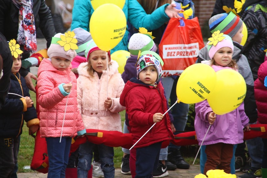 W Żorach zasadzili prawie 1000 żonkili, tworząc "Pole Nadziei" przy hospicjum