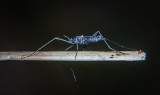 Komary atakują zwierzęta w świętokrzyskich gospodarstwach. Jakie rozwiązania?
