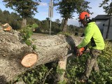 Lipy na Alei Lipowej w Krępie poszły pod piłę. Zdaniem urzędników, aby było bezpieczniej