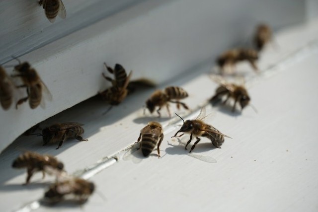 Miejska pasieka Bee Bee powstaje w Żorach. Otwarcie 31 sierpnia