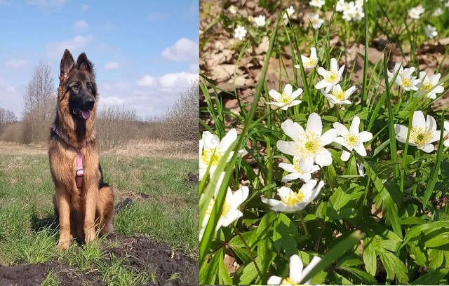 Zobacz wiosenne kadry prosto z Białej Podlaskiej