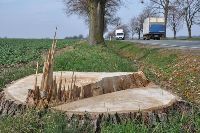 Przy drogach powiatowych w gminie Wołczyn wycięte zostanie w sumie 300 drzew.