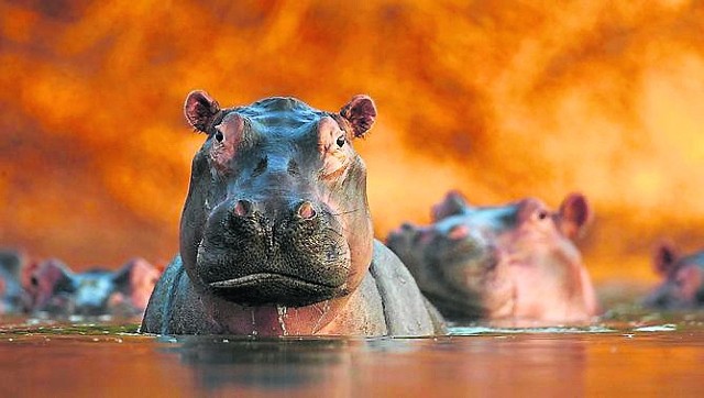 Fotografia Davida Fettesa zatytułowana „Rozlewisko hipopotamów” znajdzie się na wystawie w bytomskim muzeum