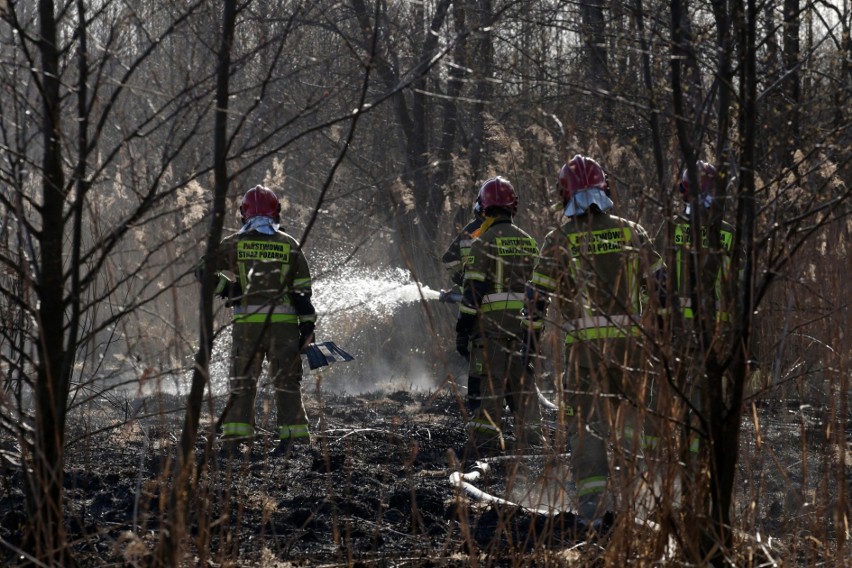 Pożar w Biebrzańskim Parku Narodowym. Spaliło się ponad 5 tysięcy hektarów. Sytuacja jest opanowana, pożar został ugaszony (26.04.2020)