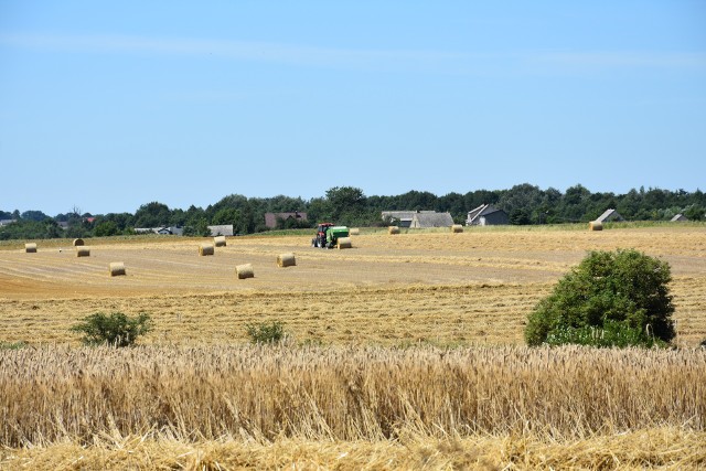 Żniwa także w okolicach Jeżewa dobiegają już do końca