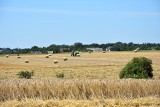 Plony zbóż dopisały, stawki za ziarno niestety nie. Rolnicy chcą, by jakość zbóż oceniała niezależna jednostka