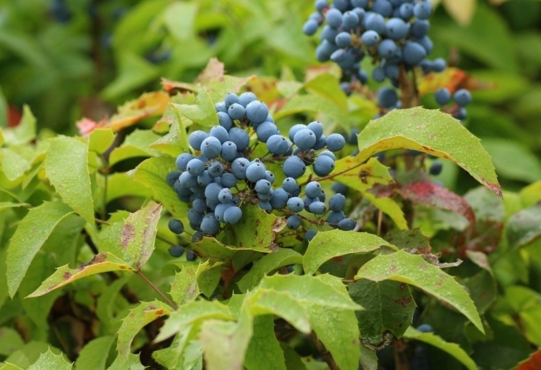 Mahonia wygląda atrakcyjnie przez cały rok. Jej kwiaty i...