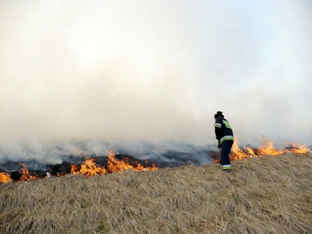 Między Murzynowem i Warcinem płonęła trawa na obszarze ośmiu hektarow.