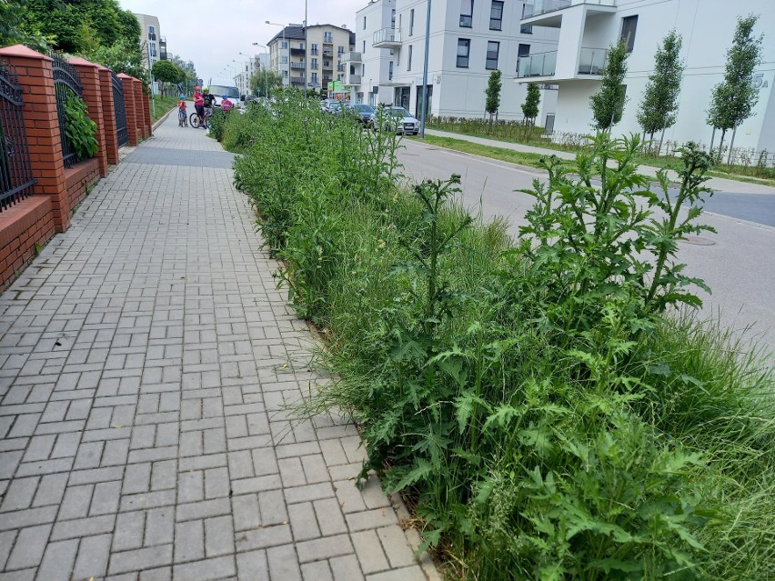 Wysoka roślinność na ul. Gęsiej w Lublinie przeszkadza przechodniom? „Nikt tego nie kosi”