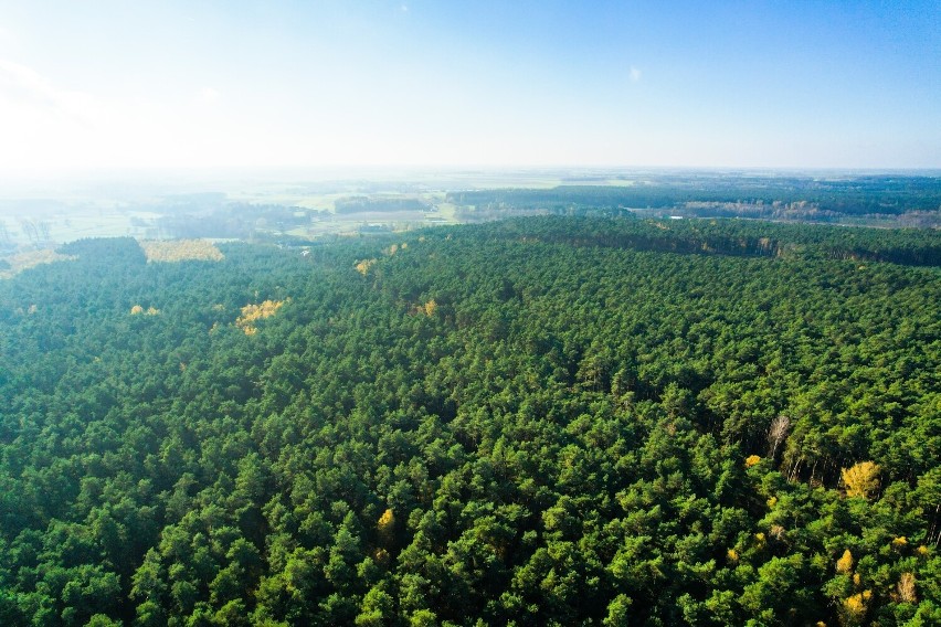 To miejsce idealne do długich spacerów, grzybobrania,...