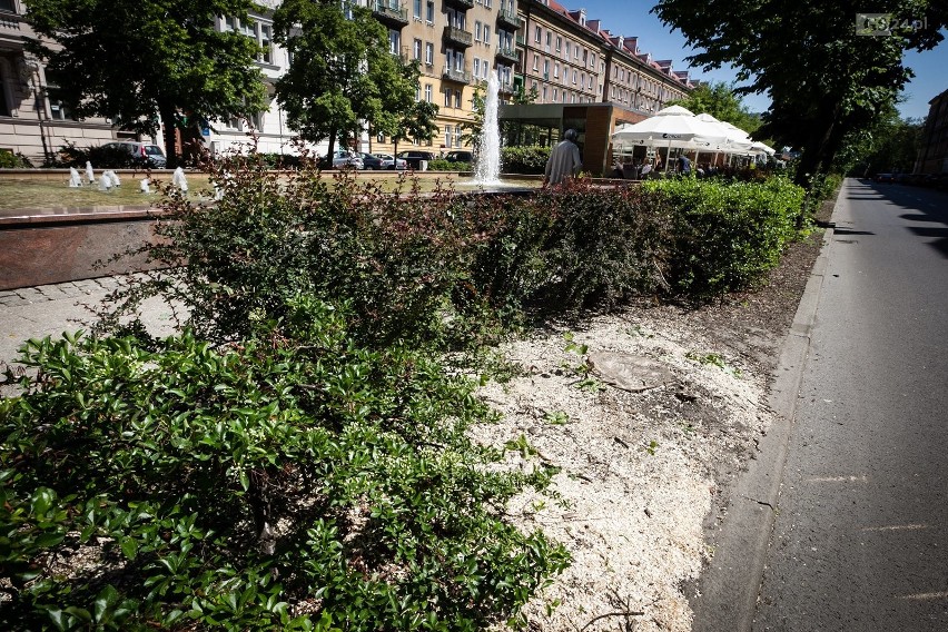 Wycinka drzew w Alei Fontann w Szczecinie. Dlaczego do tego doszło? [ZDJĘCIA]