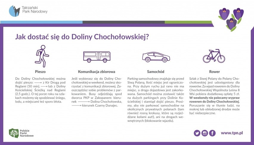 TPN apeluje: Nie niszczcie krokusów w Dolinie Chochołowskiej!