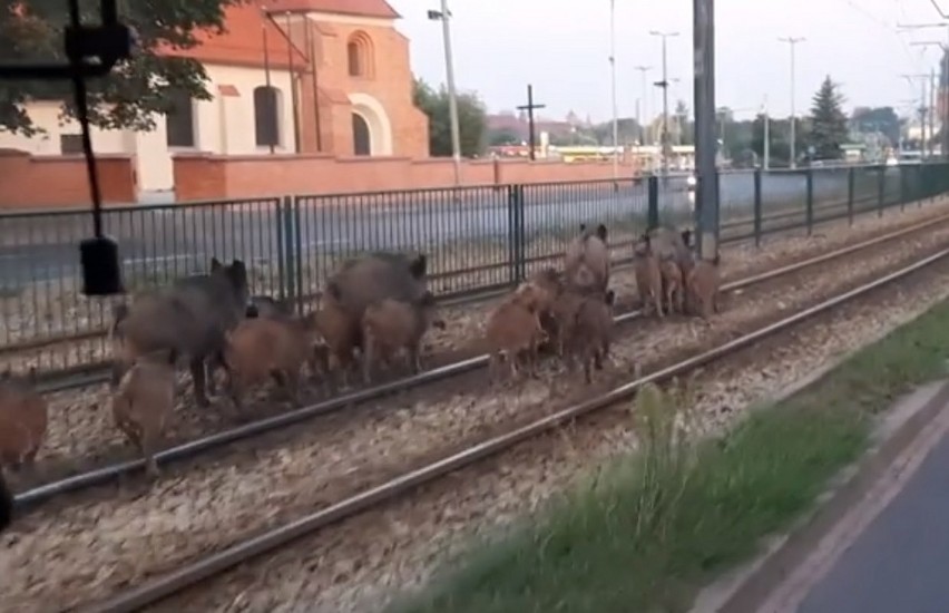 Aż 18 dzików pędzących po torowisku można było zobaczyć w...