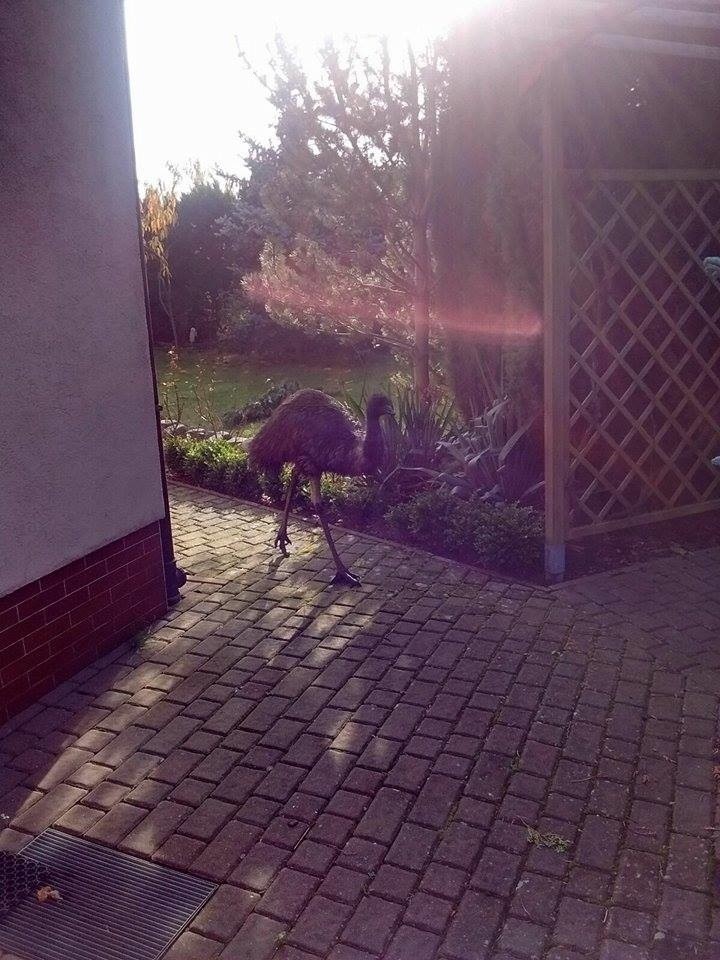 Obława na emu w Szczecinie. Po dwóch dniach udało się złapać ptaka