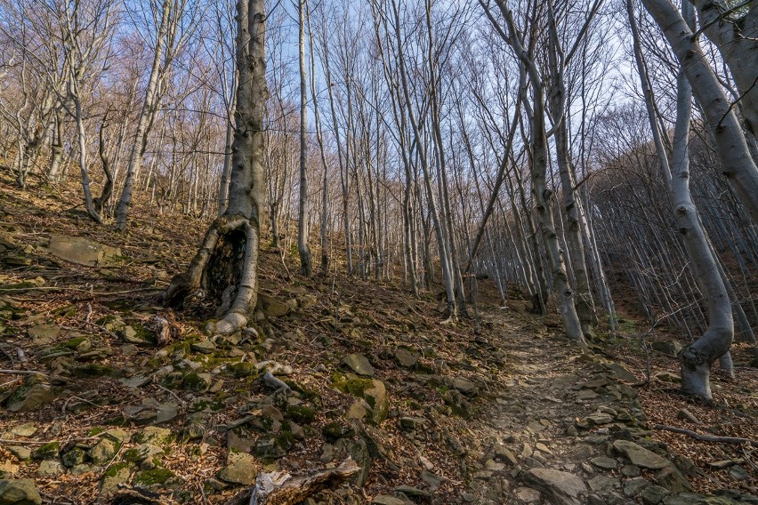 Pierwsze oznaki wiosny w Beskidzie Sądeckim