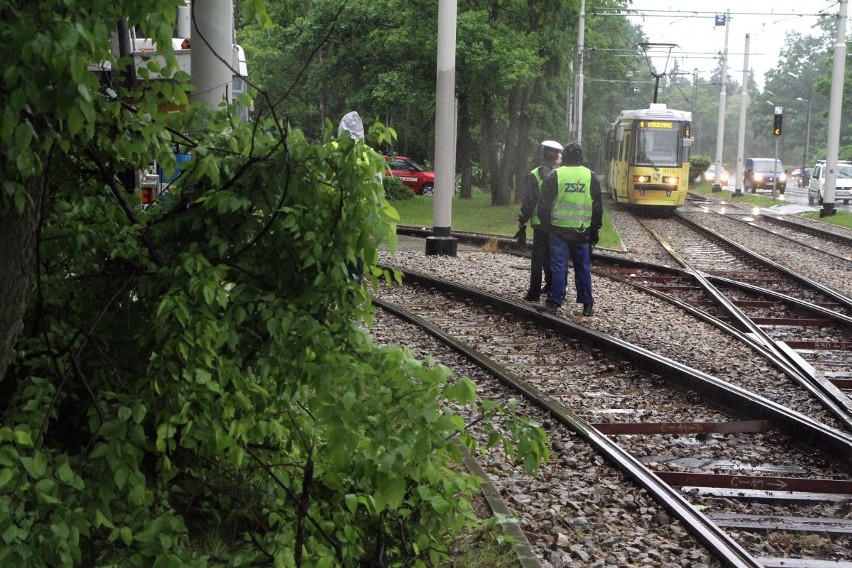 Wrocław: Gałęzie zagrażały trakcji tramwajowej przy Grabiszyńskiej. Konieczna była wycinka (ZDJĘCIA)