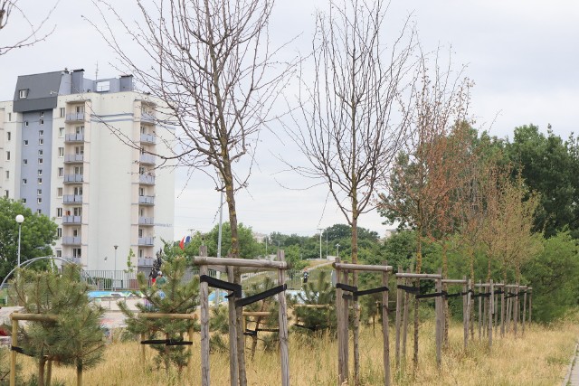 Na Retkini w rejonie ulic Kusocińskiego, Króla i al. Bandurskiego posadzono kilkadziesiąt drzew.