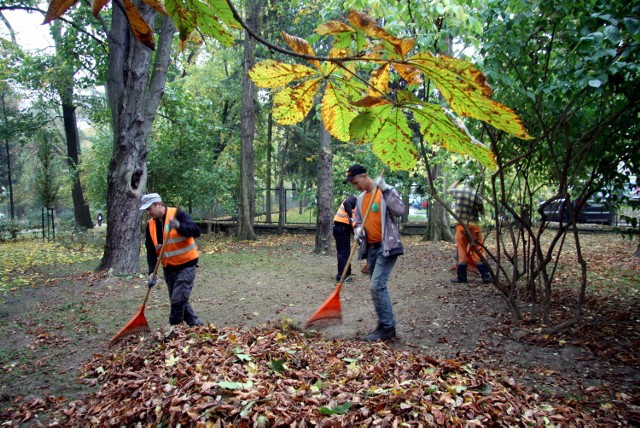 Zbieranie liści kasztanowca, leżących pod drzewami w Ogrodzie Saskim, rozpoczęło się w piątek.