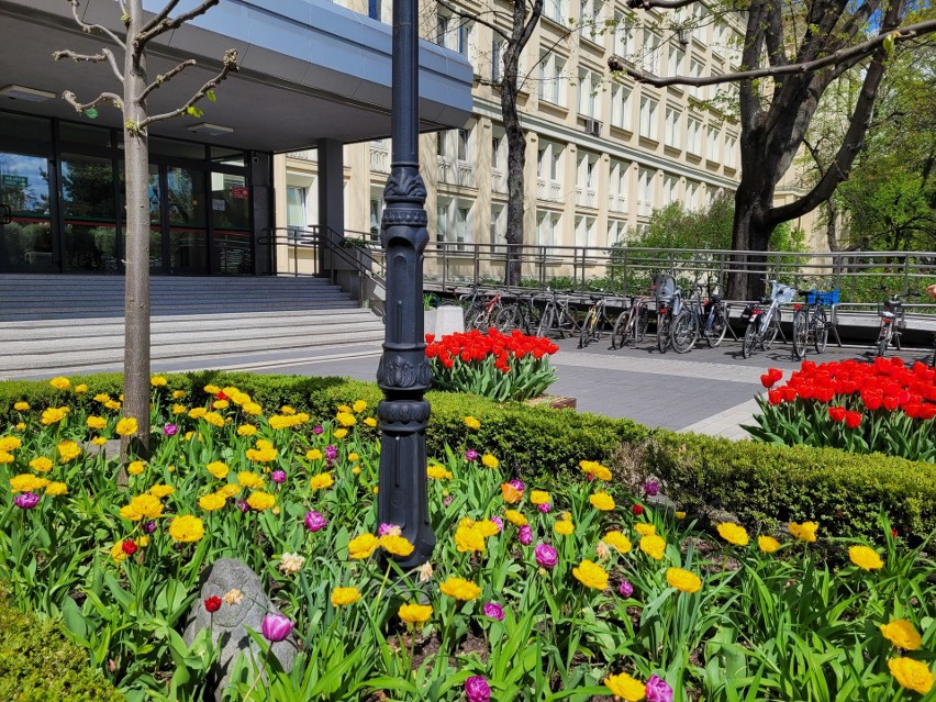 Tulipany i inna roślinność na kampusie AGH w Krakowie