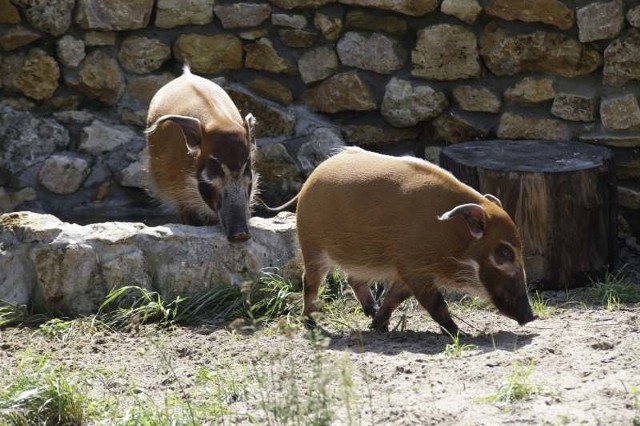Obie świnie są młode, do Opola przyjechały z Francji.