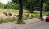 Pomorze. Nie karmcie dzikich zwierząt - apelują leśnicy