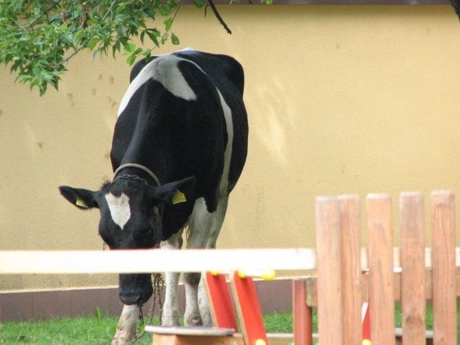 Krowa uciekla z rzeLni i biegala po Suwalkach - zdjecia z...