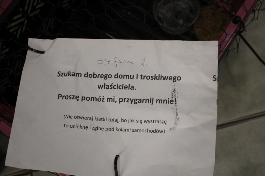 Oryginalny pomysł na akcję pro adopcyjną. Trzy koty porzucone przed trzema sklepami spożywczymi w Łodzi