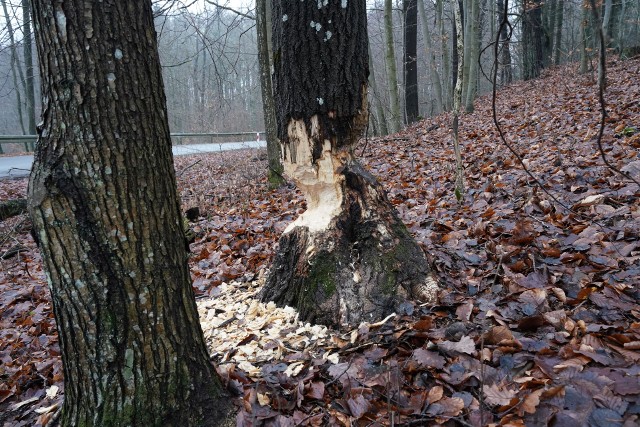 Bobry podcinają drzewa przy drodze powiatowej Przęsin - Kwisno (gm. Miastko). W drugiej części fotogalerii prezentujemy zdjęcia po wypadku z powodu uszkodzonego przez bobry drzewa.
