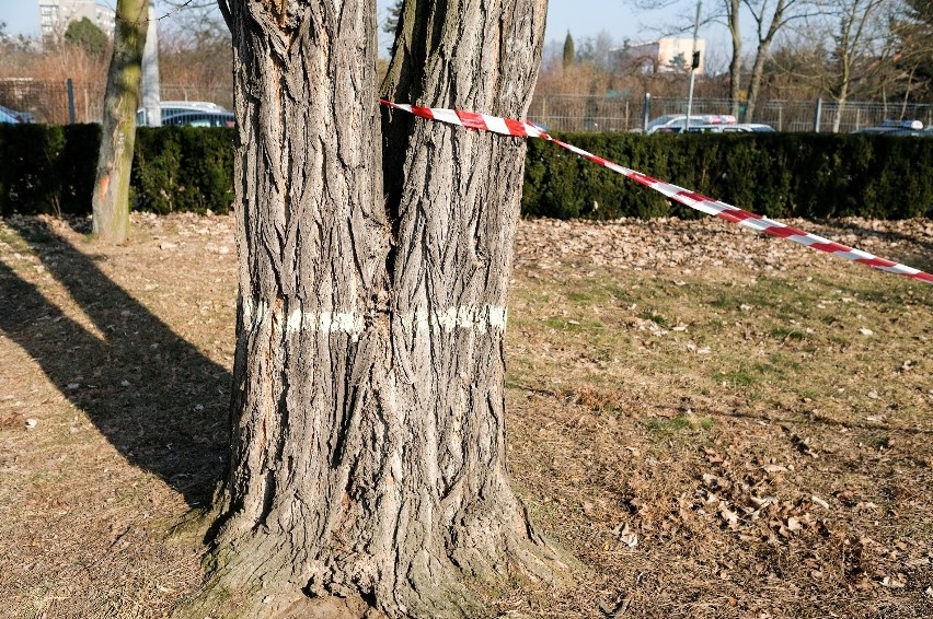 Wycinają drzewa pod centrum pulmonologii [ZDJĘCIA]