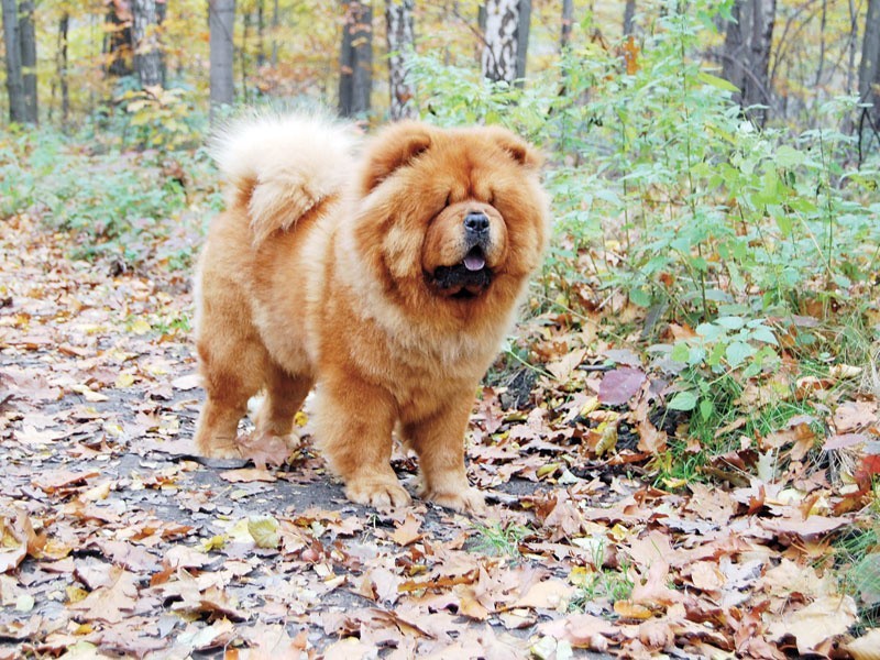 Chow chow jest psem zwartym, harmonijnie zbudowanym, ma...