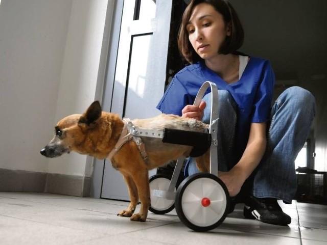 Kiler i jego psi wózek inwalidzki.