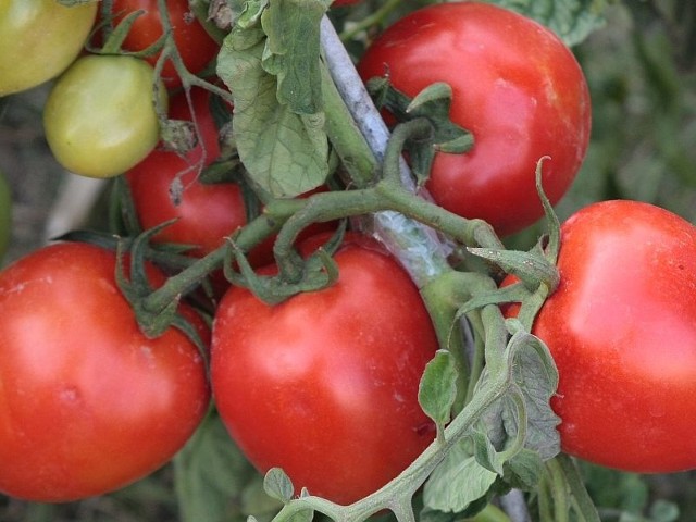 Przytoczna słynie z plantacji pomidorów. Konkurs ma promować te smaczne i zdrowe warzywa.