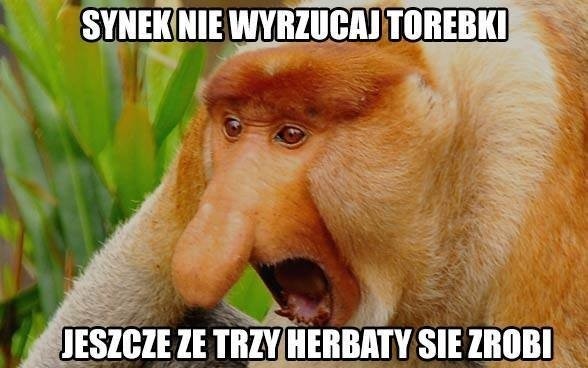 Nosacze w zoo w Zamościu? Internauci chcą oglądać małpy z memów w ogrodzie w Zamościu 