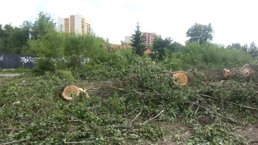 Wycięte drzewa przy dworcu kolejowym w Gołonogu