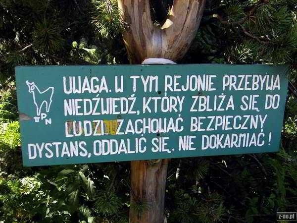 Tatry: Bliskie spotkanie z niedźwiedziem w drodze na Giewont. "Pokazał nam kły" 