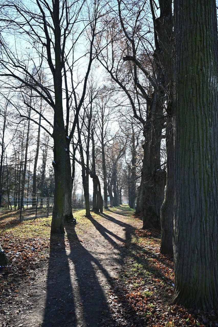 Zabytkowa Aleja Lipowa w Podzamczu zostanie odtworzona. Obok wiekowych wyrosną nowe drzewa