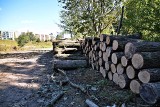Prezydent Lublina staje w obronie Starego Gaju. Krzysztof Żuk chce uchronić drzewa przed wycinką