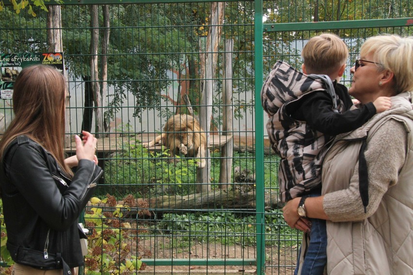W niedzielę, 16 października sporo osób odwiedziło Zoo w...
