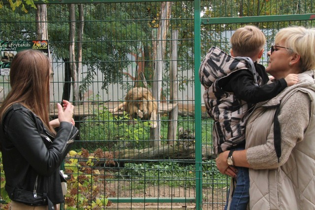 W niedzielę, 16 października sporo osób odwiedziło Zoo w Lisowie. Zobaczcie na kolejnych zdjęciach jak jest tam pięknie.