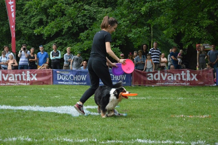 Zawody dogfrisbee czyli Dog Chow Disc Cup 2016 w parku...