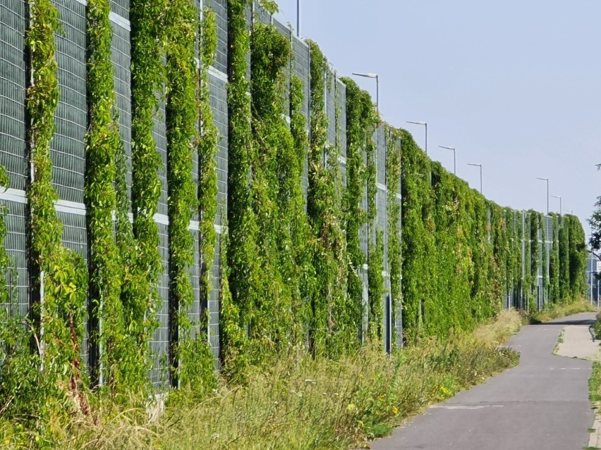 Zielona kładka nad trasą średnicową