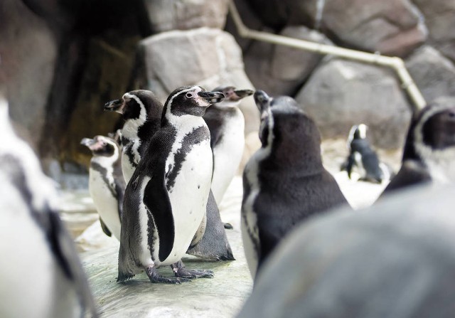 Być może już we wrześniu zamieszkają w zoo pingwiny Humboldta