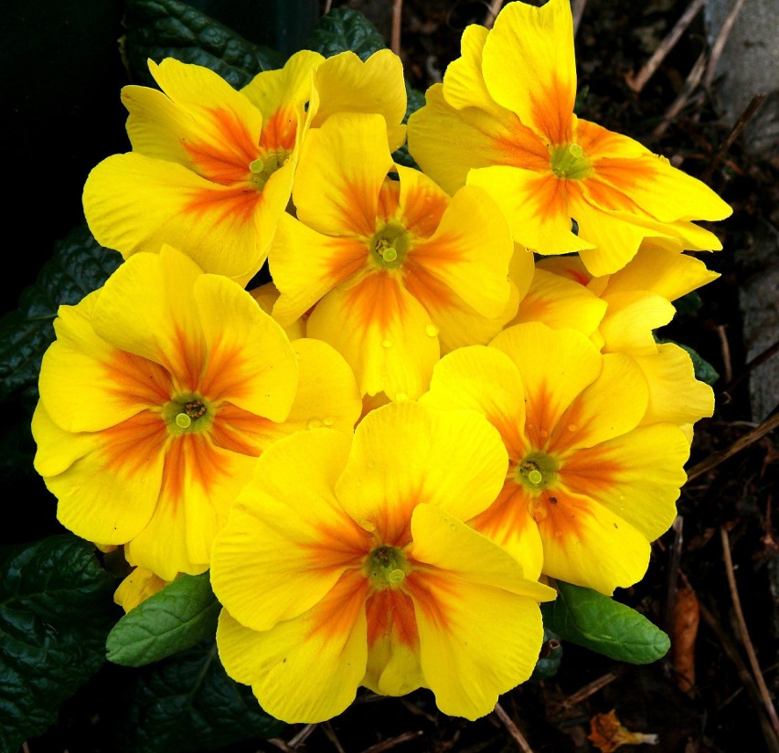 Pierwiosnek o żółtych kwiatach...