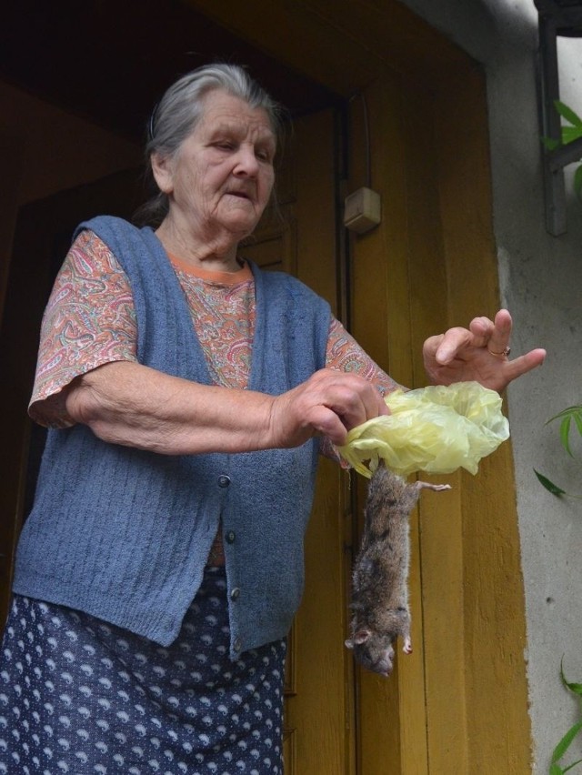 92-letnia Irena Niedbajlik została ugryziona w palec przez tego szczura.