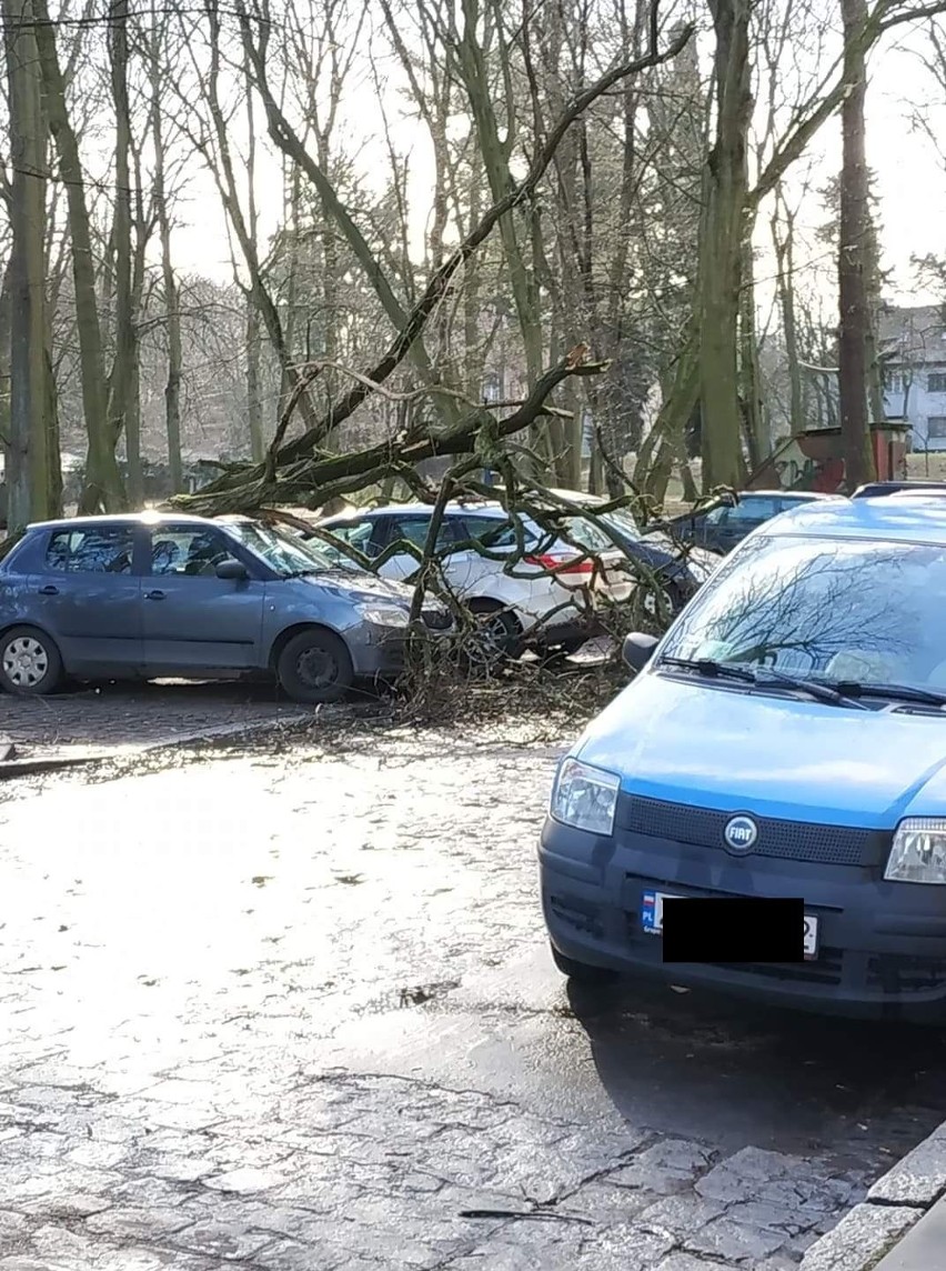 Silny wiatr w Szczecinie i regionie. Na Beyzyma drzewo spadło na samochody