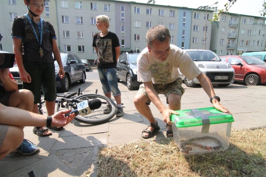 Wrocław: Mężczyzna zauważył węża na chodniku. Służby szukały go na całym osiedlu (ZDJĘCIA)